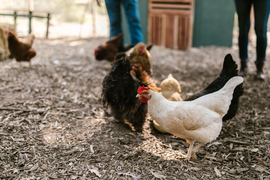 A Beginner's Guide to Keeping a Few Backyard Hens