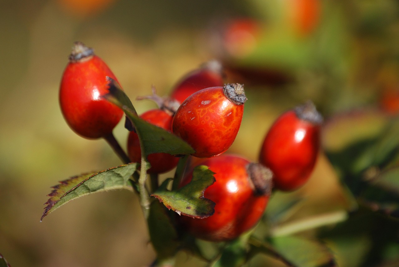 Foraging for Beginners: What to Look For on a Country Lane