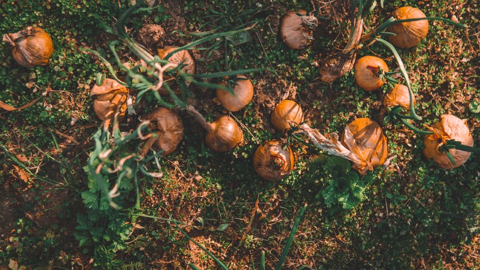 The Quiet Joy of a Kitchen Garden in Late Summer
