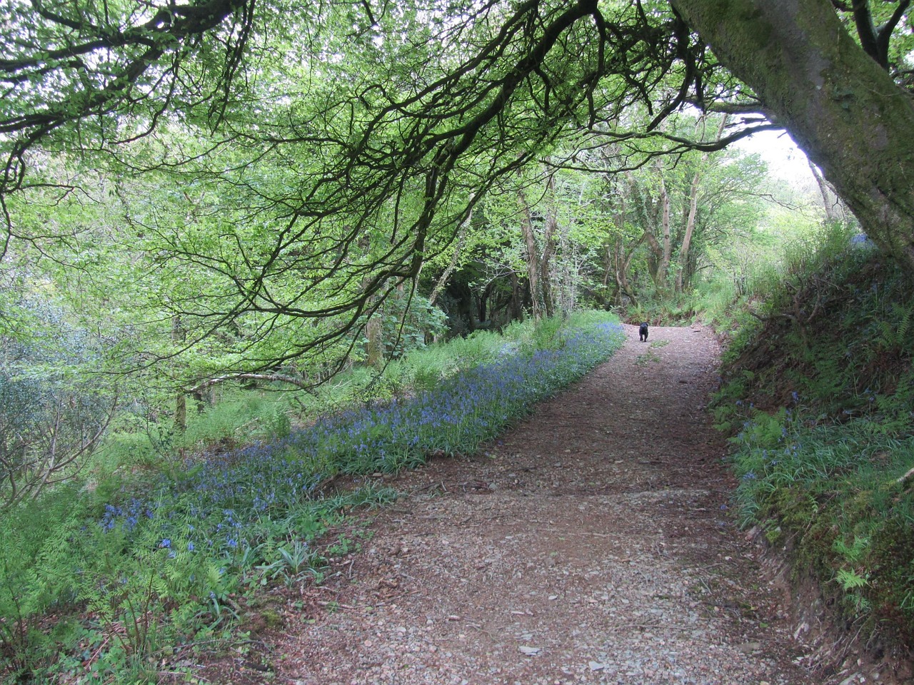 Walking the Same Footpath Every Week: A Case for Repetition